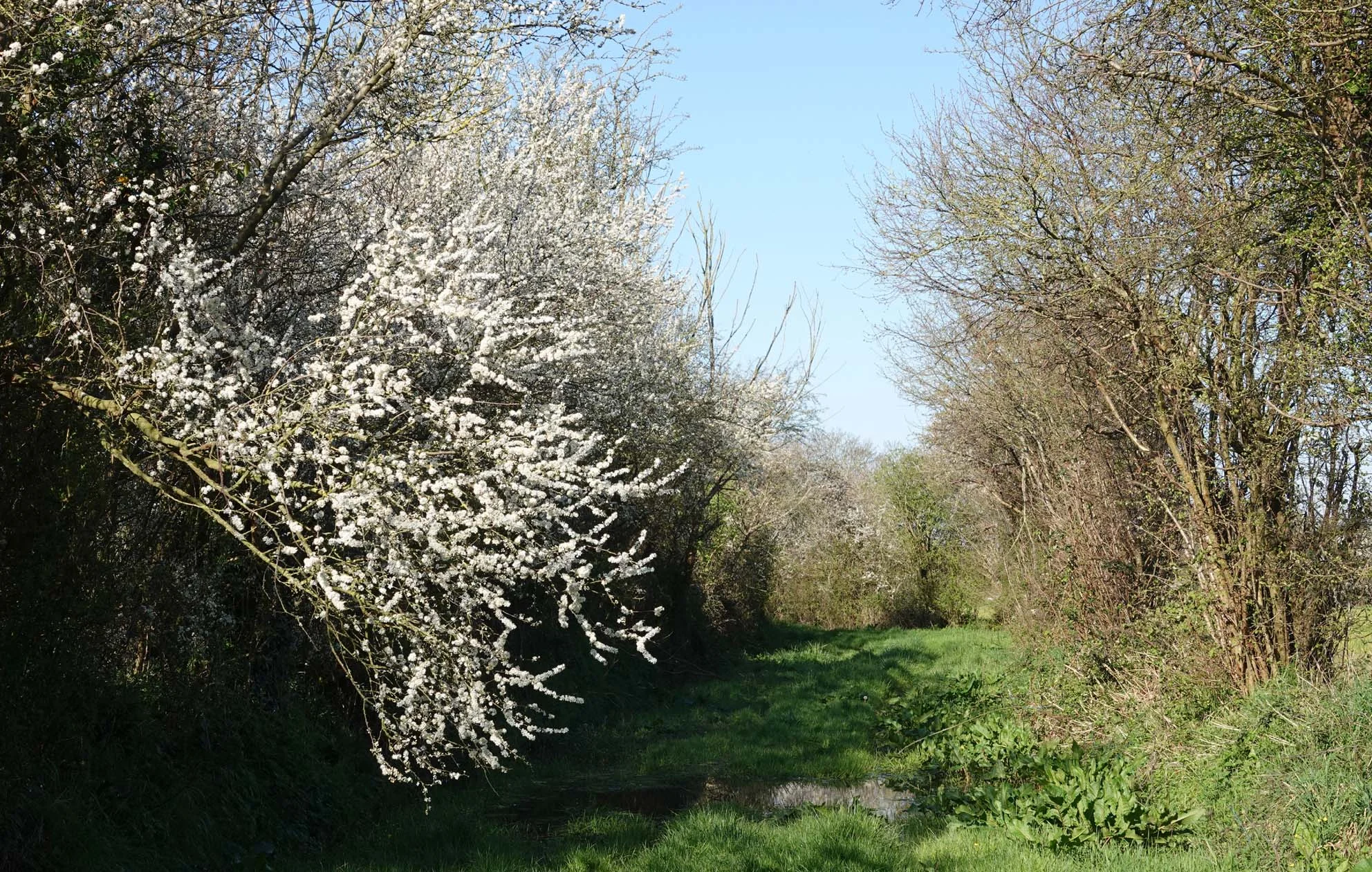 Taille des haies : il fait bon attendre !