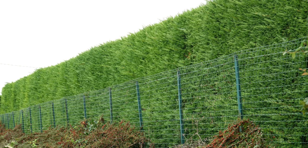 Haie de thuyas taillés