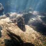 Margaritifera : Moule perlière