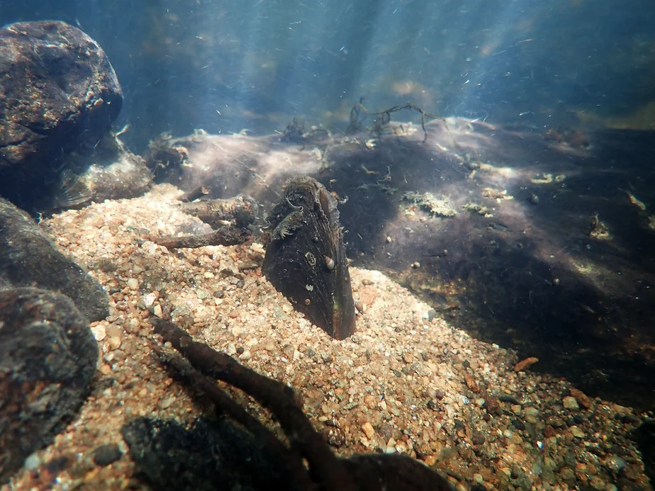 Margaritifera : Moule perlière