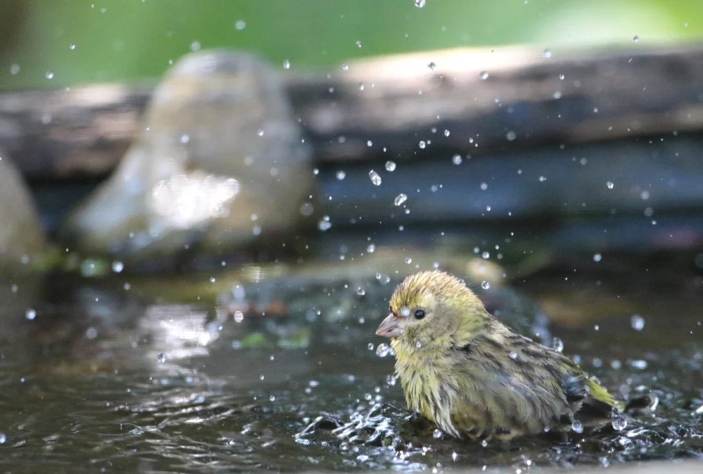 Tarin des aulnes se baignant dans un abreuvoir au jardin