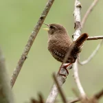 troglodyte mignon en train de chanter