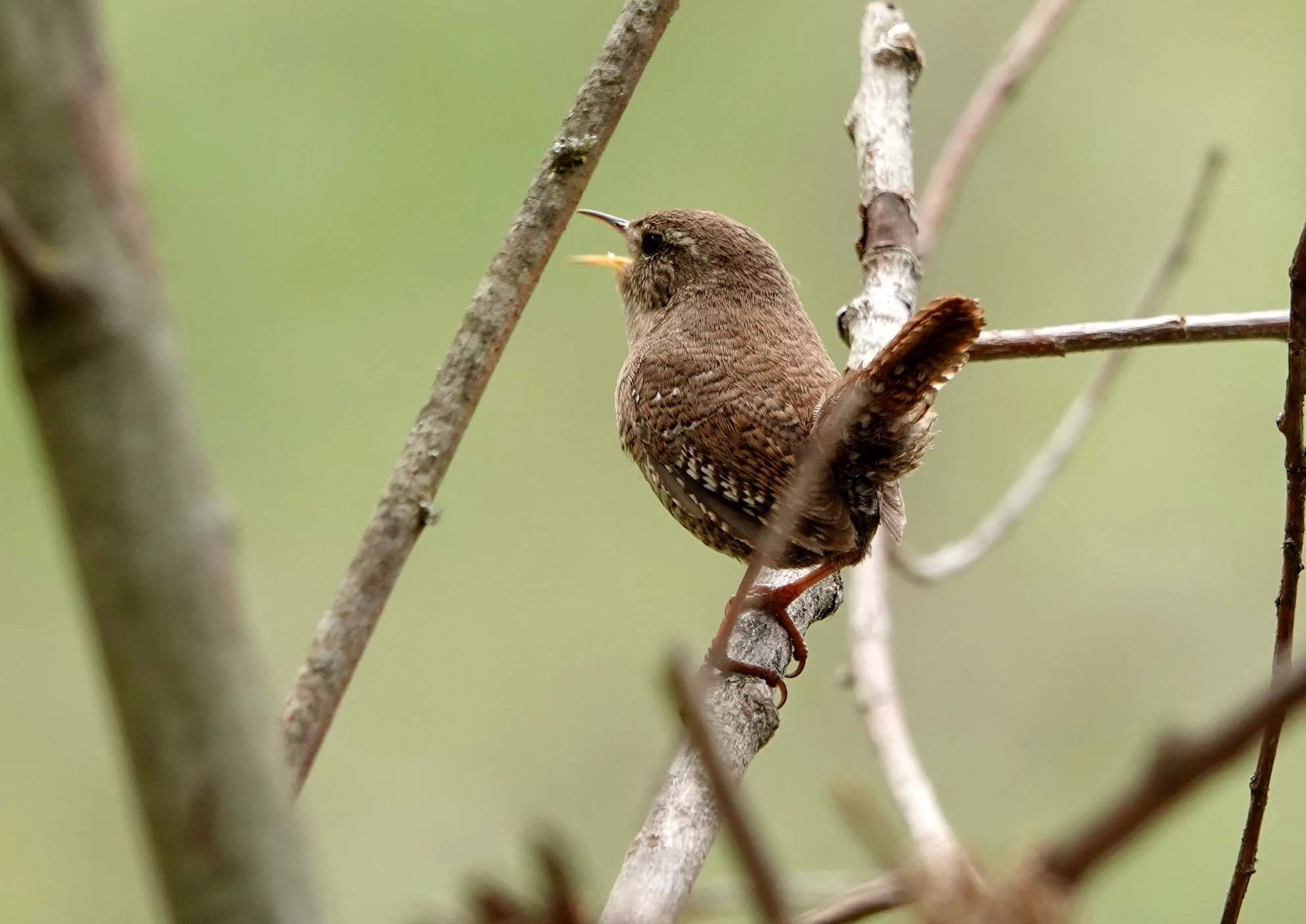 troglodyte mignon en train de chanter