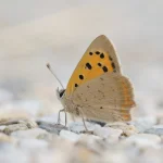 Cuivré commun posé sur le sol