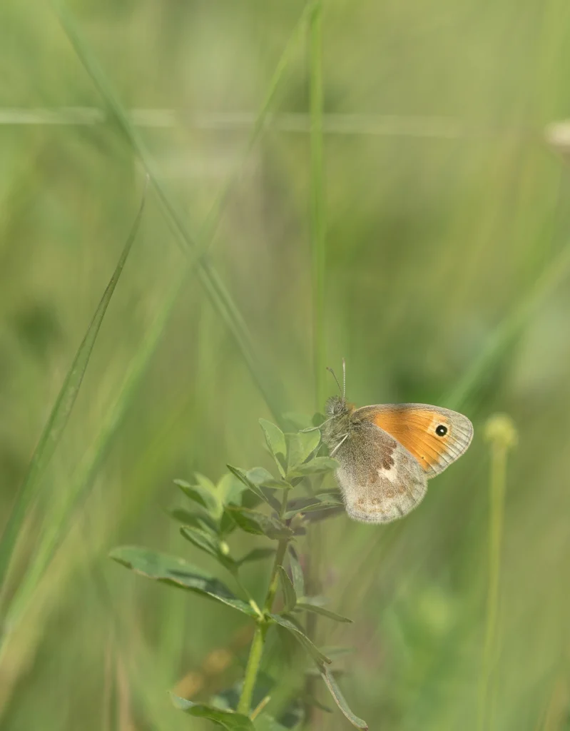 Fadet commun posé dans les herbes