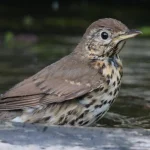 Grive musicienne en train de se baigner dans un abreuvoir à oiseaux au jardin