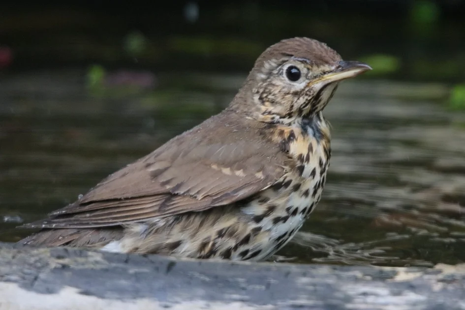 Grive musicienne en train de se baigner dans un abreuvoir à oiseaux au jardin