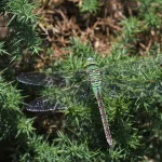Anax empereur - femelle - posée