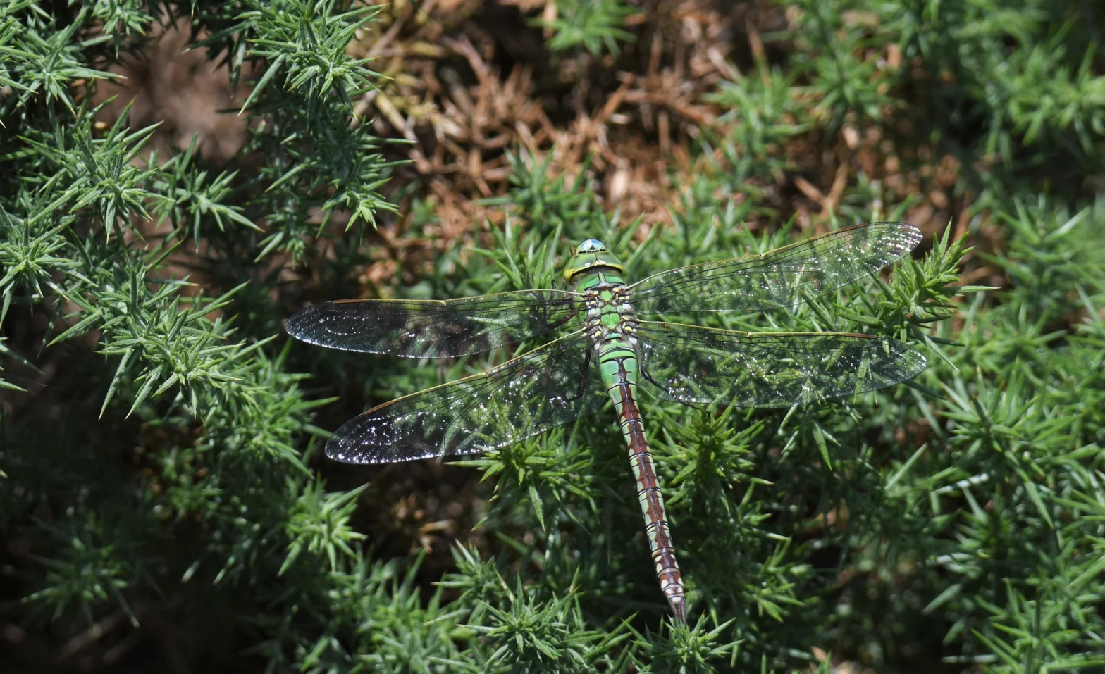 Anax empereur - femelle - posée