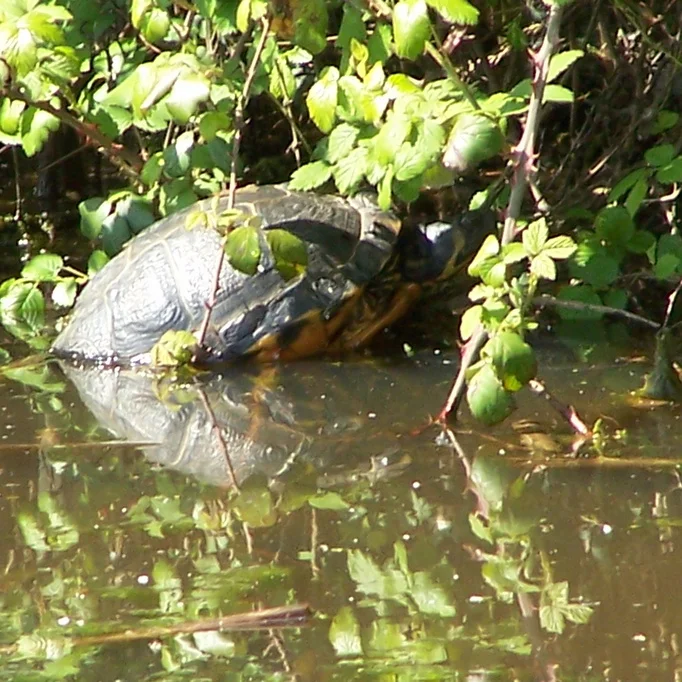 Tortue de Floride
