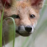 Renard roux