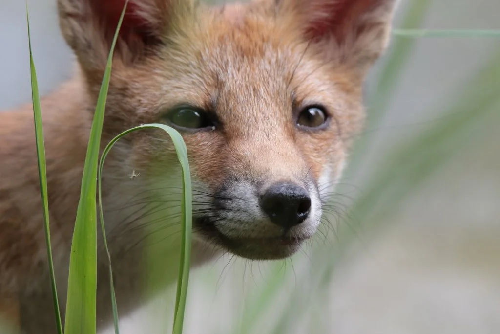 Renard roux
