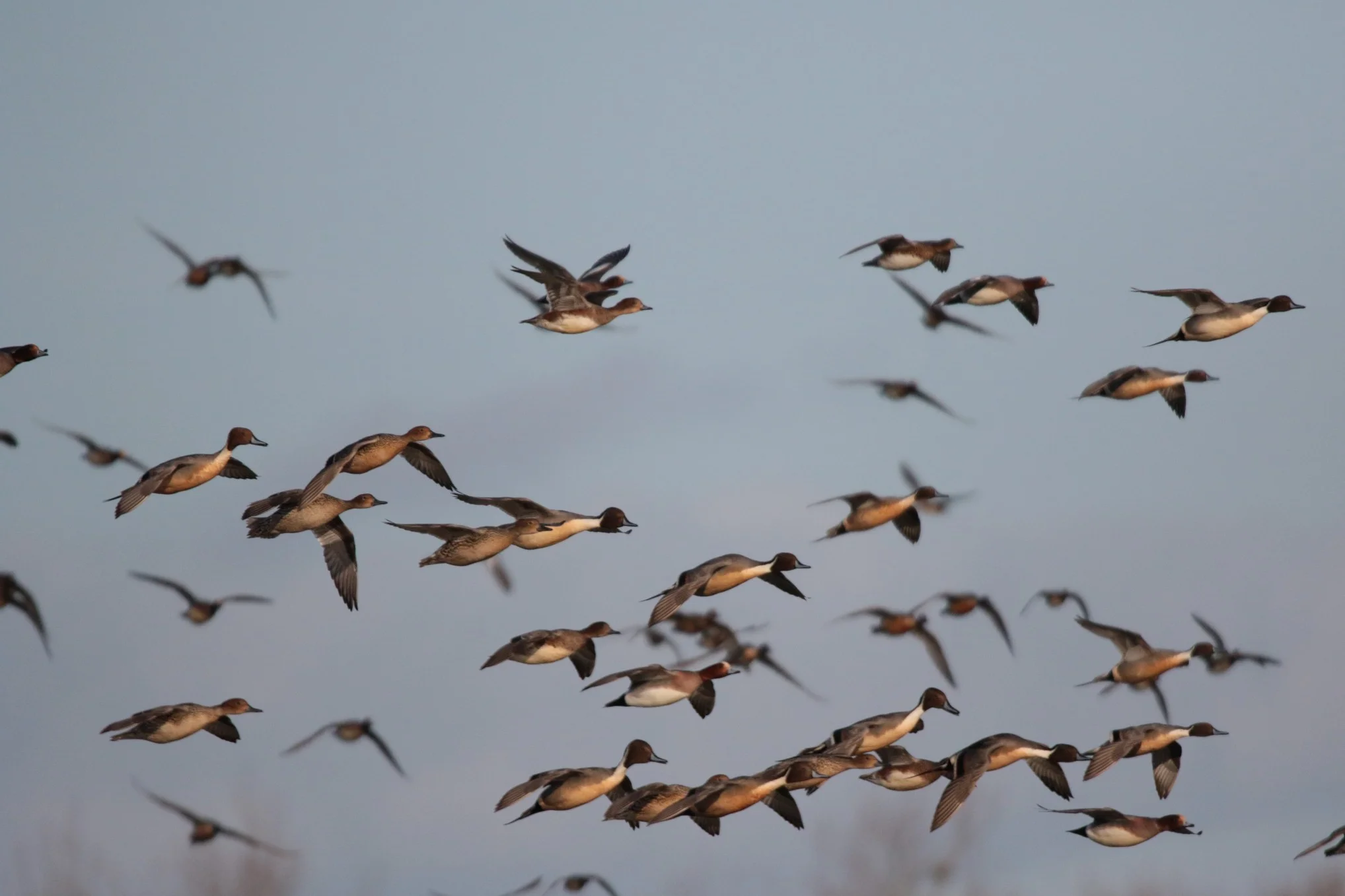 Canards pilet en vol
