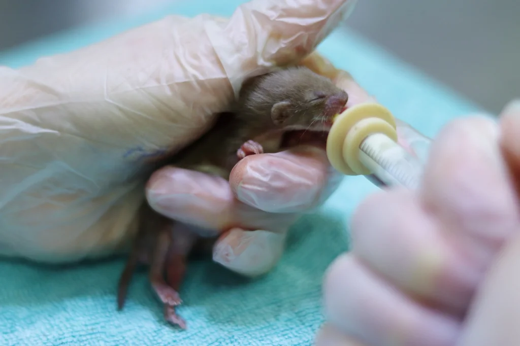 Nourrissage à la pipette d'un bébé belette en soins