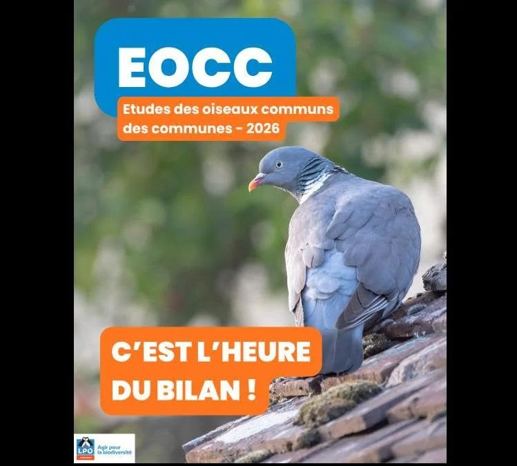 Bilan final EOCC 2026